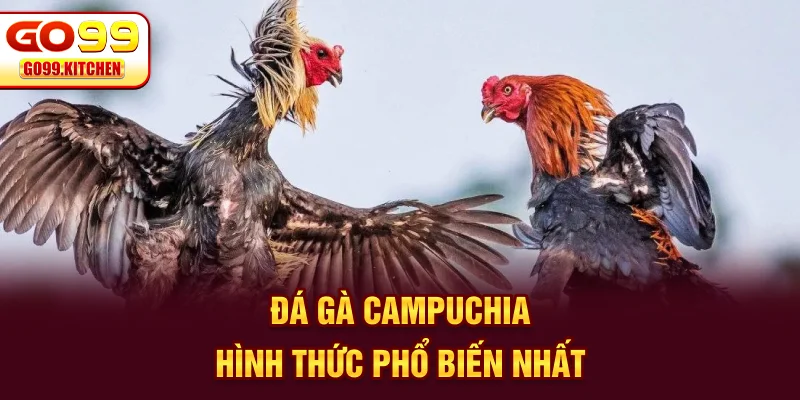 Đá gà GO99 Campuchia - Hình thức phổ biến nhất