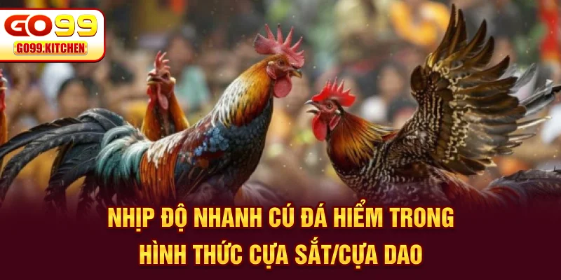 Nhịp độ nhanh, cú đá hiểm trong hình thức đá gà GO99 cựa sắt/cựa dao 